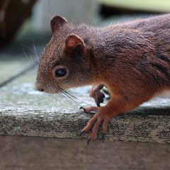 Hoernchen_2024-07-01_4242