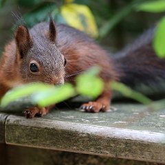 Hoernchen_2024-07-01_4246