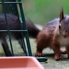 Hoernchen_2024-07-01_4250